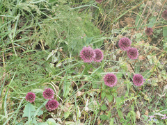 Allium atroviolaceum