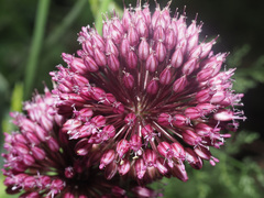 Allium atroviolaceum