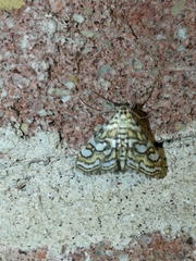 Elophila ekthlipsis