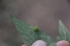 Celticecis oviformis