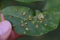 Phylloxera notabilis