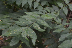 Phylloxera notabilis