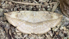 Hypopyra