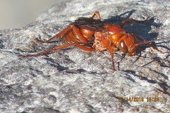 Tachypompilus unicolor