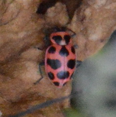 Coleomegilla maculata