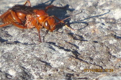 Tachypompilus unicolor