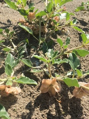 Tripterocalyx micranthus