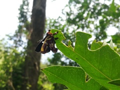 Anteros carausius carausius