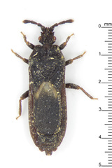 Arbanatus