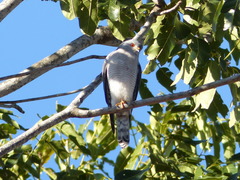 Accipiter badius