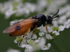 Arge melanochra