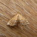 Australian Maidenhair Fern Moth - Photo (c) Donald Hobern, some rights reserved (CC BY)