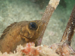 Splitnose Rockfish photo 2