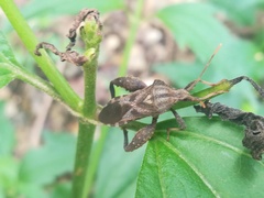 Piezogaster scutellaris