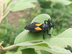 Apiomerus elatus