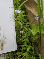 Myosotis decumbens