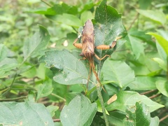 Melucha quadrivittis