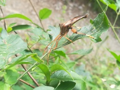 Melucha quadrivittis