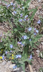Hackelia velutina