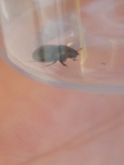 Aphodius