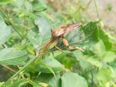 Melucha quadrivittis