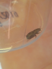 Aphodius