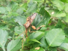 Melucha quadrivittis