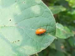 Disonycha antennata