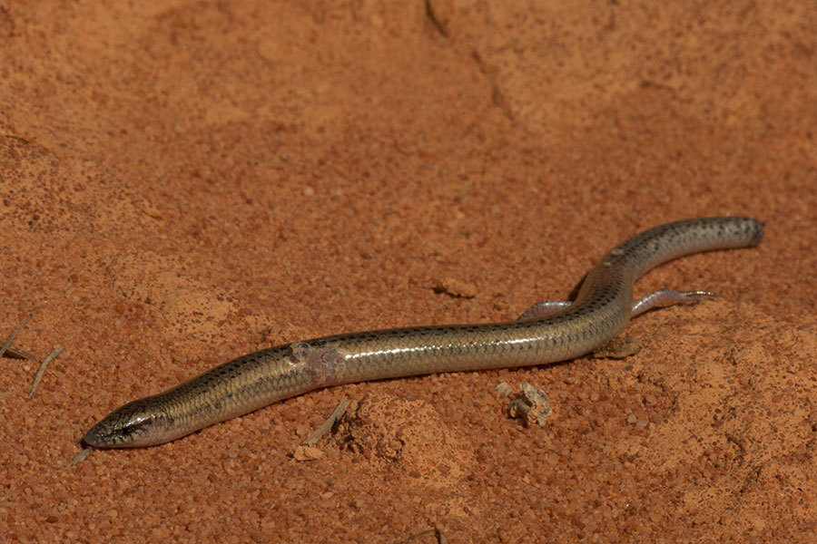 Shark Bay Broad-Blazed Slider