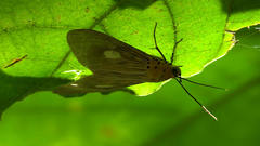 Asota plaginota