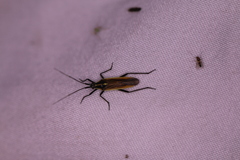 Leptopterna dolabrata