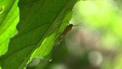 Asota plaginota