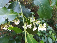Chiococca pachyphylla