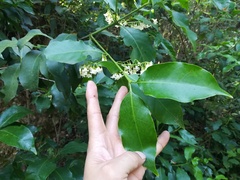 Chiococca pachyphylla