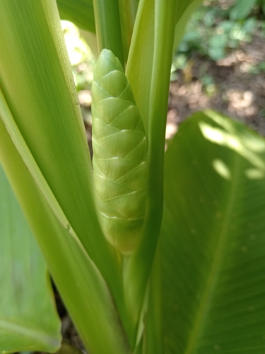 Foto de Maranta-riscada