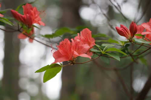 Image of Rhododendron kaempferi by (c) harum.koh, some rights reserved (CC BY-SA)