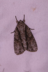 Acronicta connecta