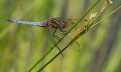 Orthetrum coerulescens
