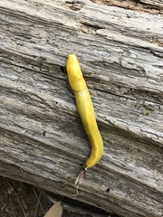 Ariolimax californicus