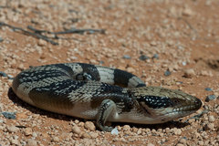 Tiliqua occipitalis
