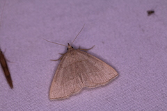 Zanclognatha pedipilalis