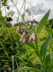 Bombus lucorum