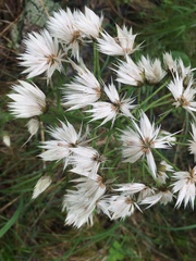 Petasites frigidus