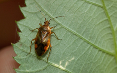 Deraeocoris flavilinea
