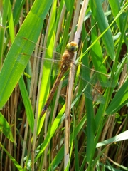 Aeshna isoceles
