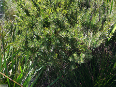 Psoralea obliqua