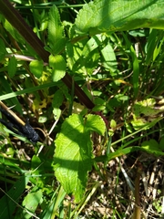Scrophularia auriculata