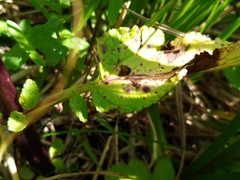 Scrophularia auriculata