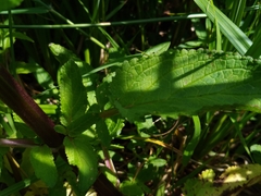 Scrophularia auriculata