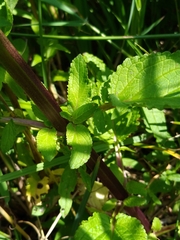 Scrophularia auriculata